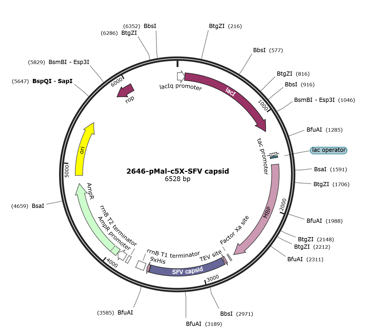 pMAL-c5x-SFV capsid载体图谱.png